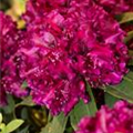 Rhododendron 'Midnight Beauty'