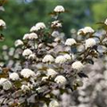 Physocarpus opulifolius 'Diabolo'®