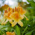 Rhododendron molle 'Anthony Koster'