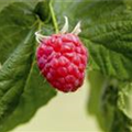 Rubus idaeus 'Sanibelle'®(s)