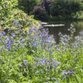 Polemonium caeruleum