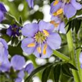 Polemonium caeruleum 'Azurro'