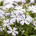 Phlox subulata