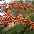 Pyracantha 'Orange Charmer'