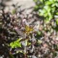 Physocarpus opulifolius 'Little Devil'®